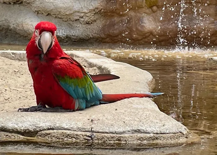 Mobilhome Trigano Samba 3 Bedrooms Ba233 - La Palmyre Bonne Anse * Les Mathes